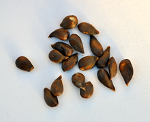 Malus sieversii seeds collected in Kazakhstan.